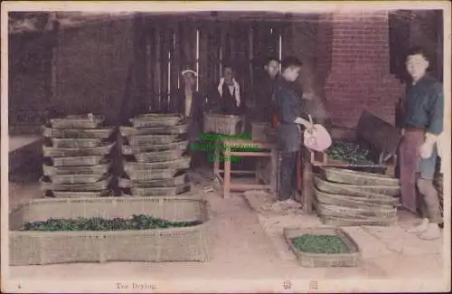 171066 AK Japan um 1910 Tea Drying