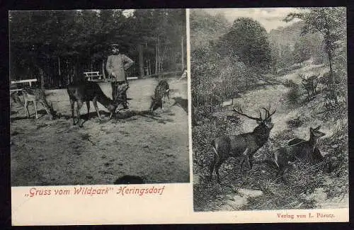 69335 AK Wildpark Heringsdorf Rehe Hirsch 1905