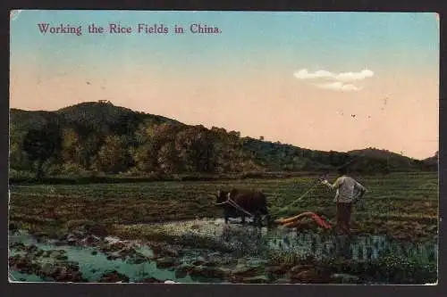 68713 AK Hongkong Working the Rice Fields in China 1923