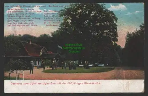 154442 AK Uglei See Ukleisee bei Eutin Holsteinsche Schweiz 1913 Rieseneiche