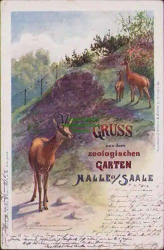 161110 AK GRUSS aus d. zoologischen GARTEN HALLE SAALE 1901 Kunstanstalt Förster