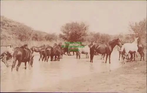 160882 AK Deutsch-Süd-West-Afrika Windhuk 1912 Fotokarte Pferde im Fluss