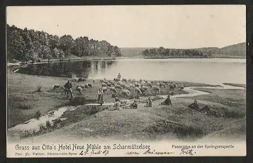 25291 AK Hotel Neue Mühle Scharmützelsee Springseequelle Schäfer Schafe 1907