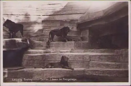 170603 AK Leipzig Zoo Löwen Freigehege 1929