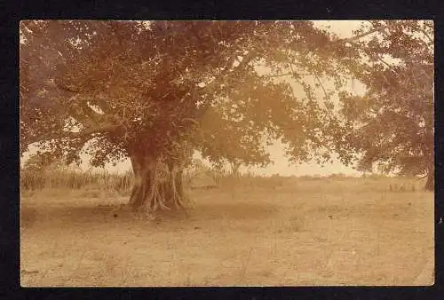 102113 Ansichtskarte Outjo 1910 Fotokarte riesiger Baum Eingeborenenhütten DSW Kolonie