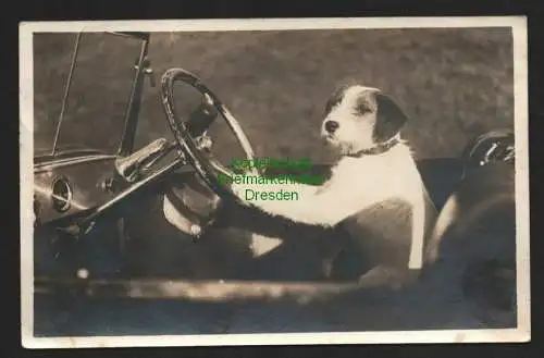 134695 AK Murnau 1928 Hund am Lenkrad fährt Auto