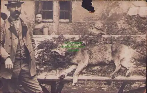 158567 Ansichtskarte Österreich Rumänien (?) Fotokarte Jagd erlegter Wolf 1912