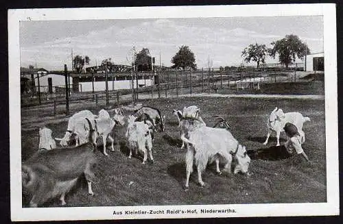 53556 AK Niederwartha Reidels Hof Kleintier Zucht Ziege