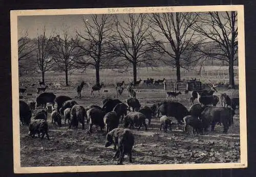 B1945 Postkarte SBZ Gebühr bezahlt 1948 Währungsreform Moritzburg Kr. Dresden