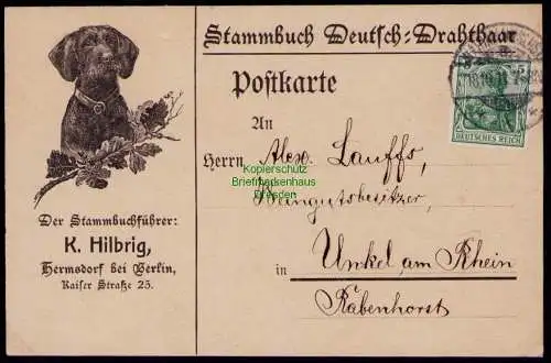 B18142 Postkarte Hermsdorf bei Berlin 1911 Stammbuch Deutsch Drahthaar K Hilbrig