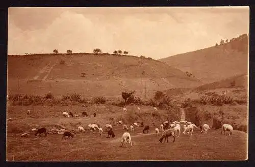 37500 Ansichtskarte Guatemala Tiere Weise Schaf Ziege 1934