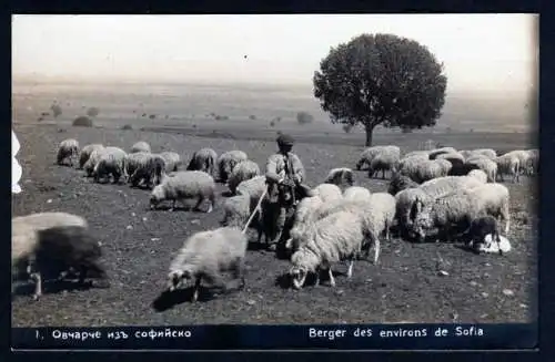 38137 Ansichtskarte Bulgarien Sofia Schäfer Hirte Schafe um 1915