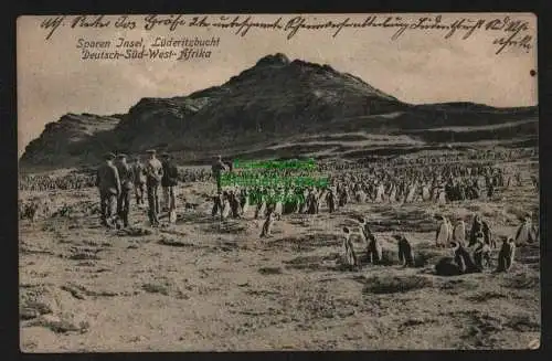 145111 AK DSW Sporen Insel Lüderitzbucht Pinguin Kolonie Penguin Island 1905