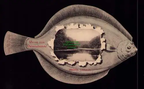 B21007 AK Misdroy Jordansee Fisch AK Flunder 1900  sehr gut erhalten !