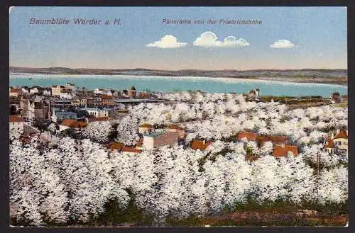 51532 Ansichtskarte Baumblüte Werder Havel Panorama v. d. Friedrichshöhe um 1920