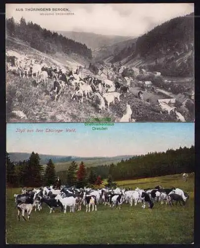 173931 2 Ansichtskarte Aus Thüringer Bergen Wald Weidende Ziegenherde 1913 1919