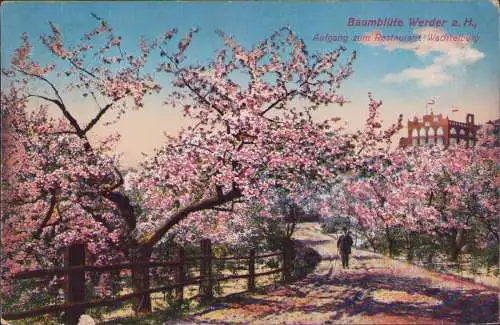 170984 AK Werder Havel Baumblüte 1915