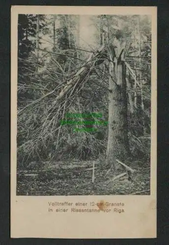 137861 AK Volltreffer einer 12 cm Granate in Riesentanne vor Riga Feldpost 1916