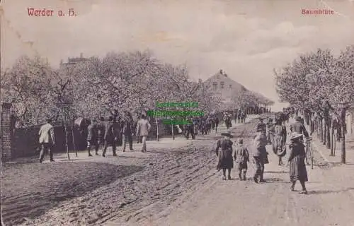 153363 AK Werder a. H. Havel Dorfstraße Baumblüte um 1920