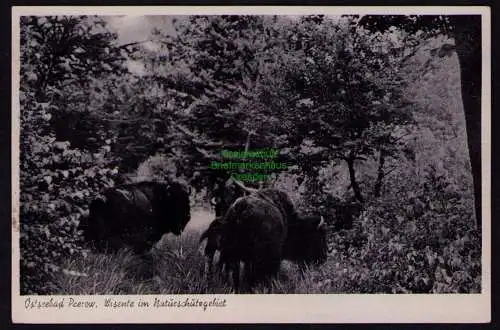 172388 AK  Ostssebad Prerow Darss 1943 Wisente im Naturschutzgebiet