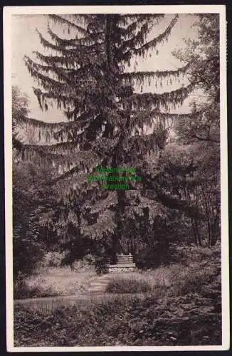 173831 AK Sächsische Naturschutzgebiete Karl Schmidt Bank Bienhof Glashütte 1940