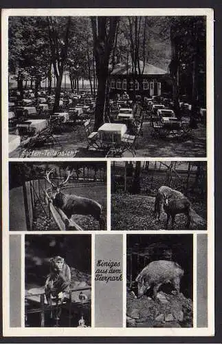 28793 AK Etablissement Holzmühle Syratal Tierpark Hirsc