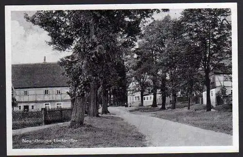 51730 AK Neu Graupa Lindenallee um 1935