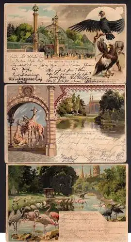54834 3 AK Berlin Litho Zoologischer Garten  Flamingos 1900 Giraffen Flugkäfig