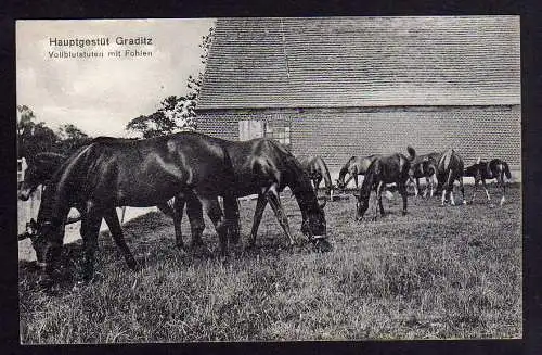 90068 AK Hauptgestüt Graditz Torgau Vollblutstuten Fohlen 1914