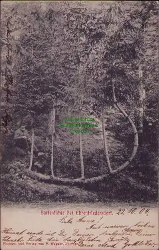 163106 AK Ehrenfriedersdorf 1904 Harfenfichte