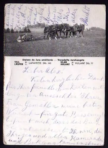 58780 AK Veredelte Jurahengste Pferde Tell Läufer Ulan Hulant Lafayette 1943