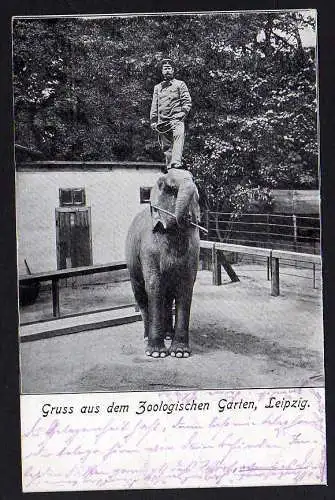 59520 AK Zoo Leipzig Elefant 1911
