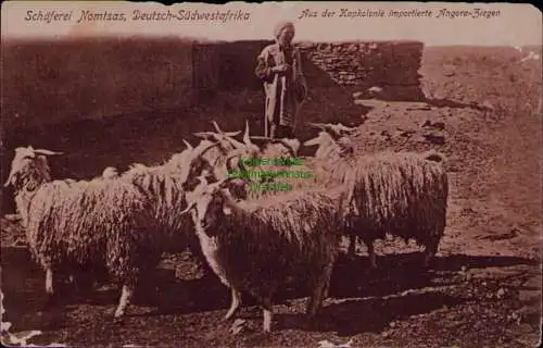 163280 AK DSW Deutsch Südwestafrika Schäferei Nomtsas Angora Ziegen Kapkolonie