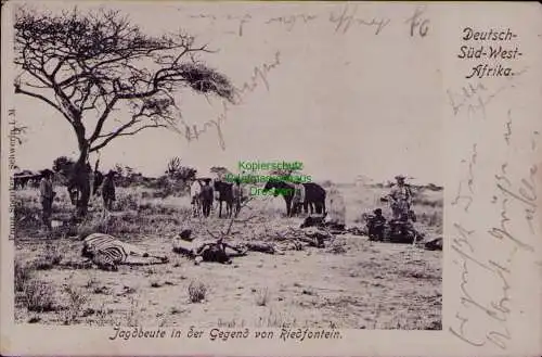 163281 AK DSW Deutsch Südwestafrika Okahanja 1905 Jagdbeute bei Riedfontain