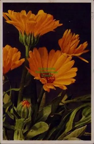 B22010 Postkarte Braunsdorf 1938 Propaganda Stempel