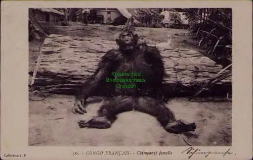 163310 AK Kamerun Molundu März 1914 auf AK Schimpanse Congo Francais