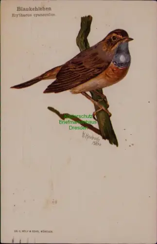 166498 AK Blaukehlchen Erythacus cyaneculus 1944 DR. G. WOLF & SOHN, MÜNCHEN W.H