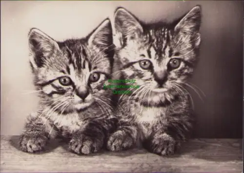 B23160 DDR Zeitgeschichte Katzen Verlag Köhler &  Büßer Karl Marx Stadt 1971