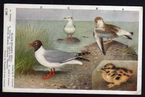 57168 AK The Rock from the Bay Gibraltar Schiff 1922