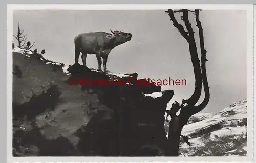 (83112) Foto AK Sehnsucht, Rind am Berg, schweiz. Karte, nach 1945