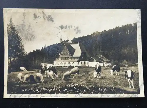 Luisenhöhe bei Freiburg im Breisgau - Alm Kühe - Deutschland 400264 TH