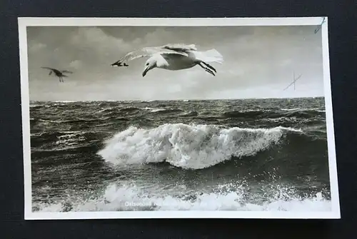 Ostseebad Niendorf Möwe im Flug Welle Schleswig-Holstein Deutschland  TH