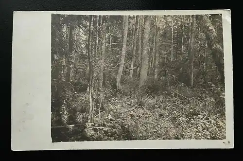 Wald Bäume Strauch Rastplatz Feldpostkarte Militär Krieg 402450  A