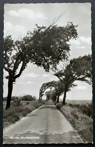 An der Nordseeküste Allee Strasse Bäume Wind Niedersachsen Deutschland 401020 A