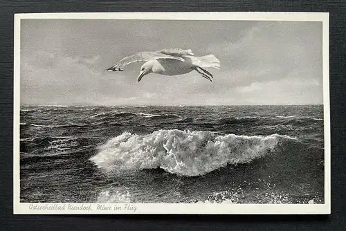 Ostseeheilbad Niendorf Möwe im Flug Welle SchleswigHolstein Deutschland 401091 A