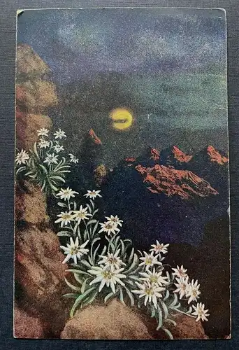 Edelweiss Blume Nacht Mond Gebirge Berg Pflanze Himmel 400314 TH F