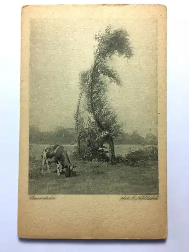 Baumstudie (A. Niklitschek) - Kuh auf Wiese bei Baum - Künstlerkarte 50015 TH D