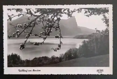 Mondsee Blick Auf Die Drachenwand 13002 gr I