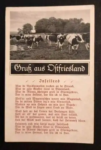 Ostfriesland Kühe 165658 gr I