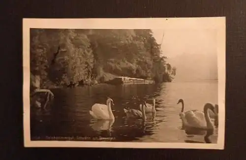 Salzkammergut Schwäne Am Traunsee 165789 H